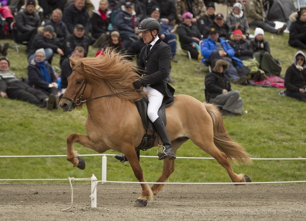 Sirkus-fra-Gardshorni -www.eidfaxi.is