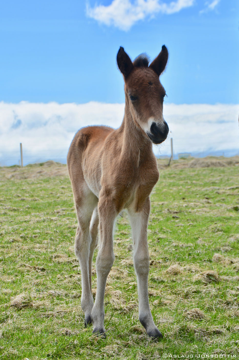 Maelistika-fra-Melaleiti-2